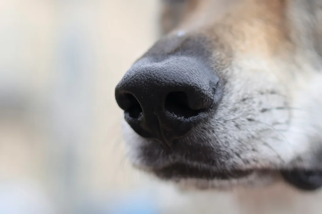 Truffe chaude chien