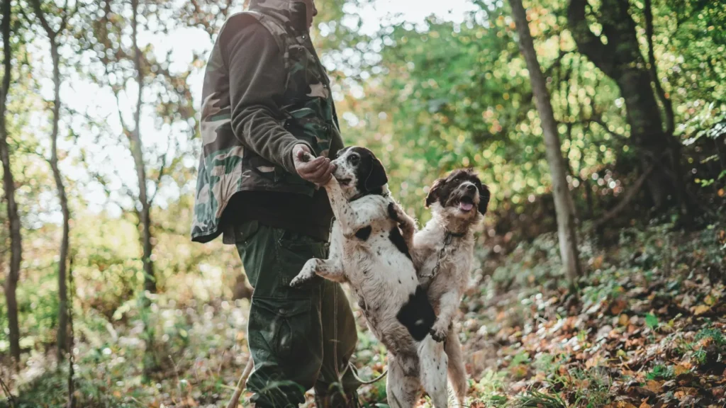 chien de chasse