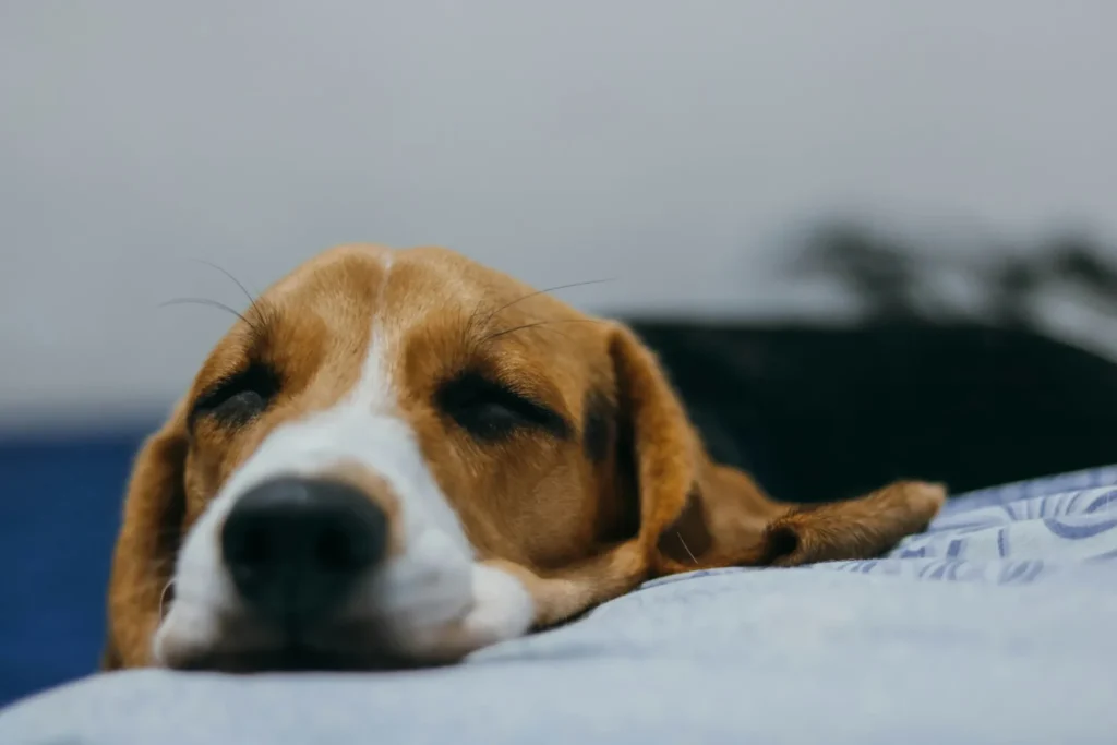 Mon chien a le ventre qui gargouille