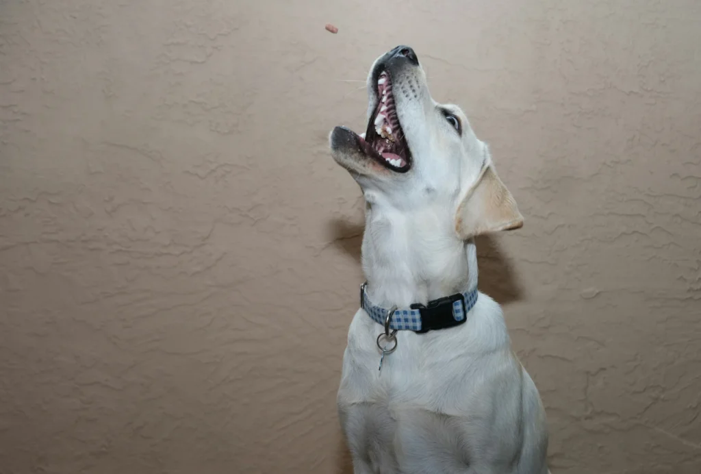 Mon chien aboie malgré le collier anti aboiement