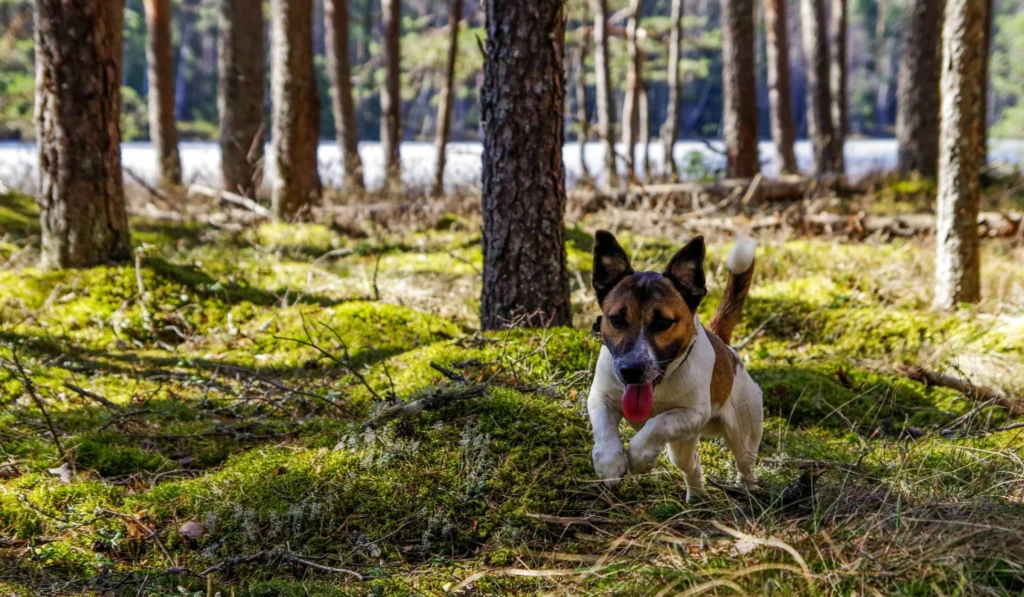 chien qui court vite