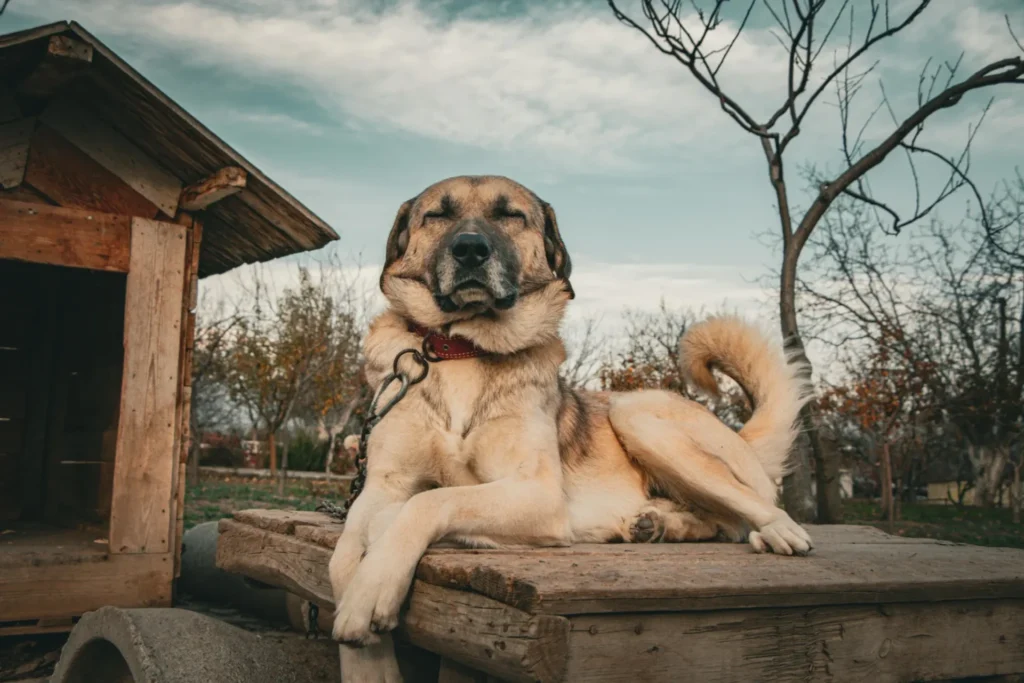 À quelle température un chien peut dormir dehors ?