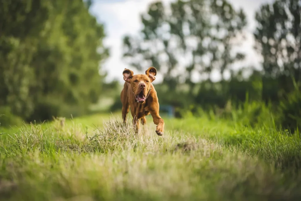 vitesse chien par race