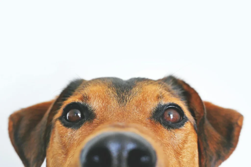 chien pipi maison que faire