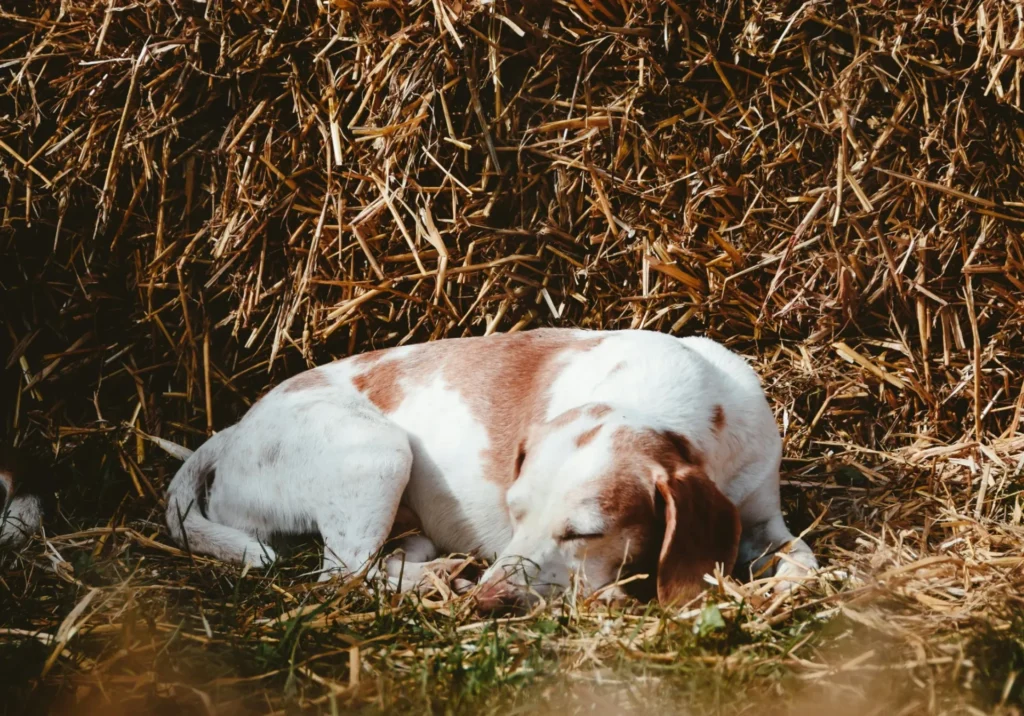 chien de chasse dormir