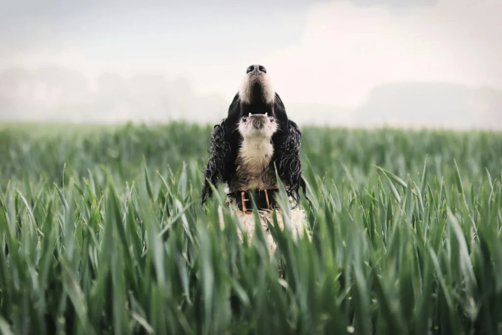 Aboiement de chien de chasse