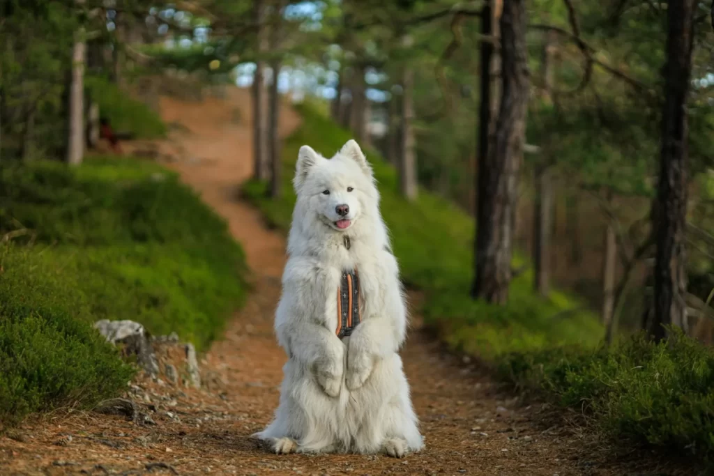 chien blanc canin