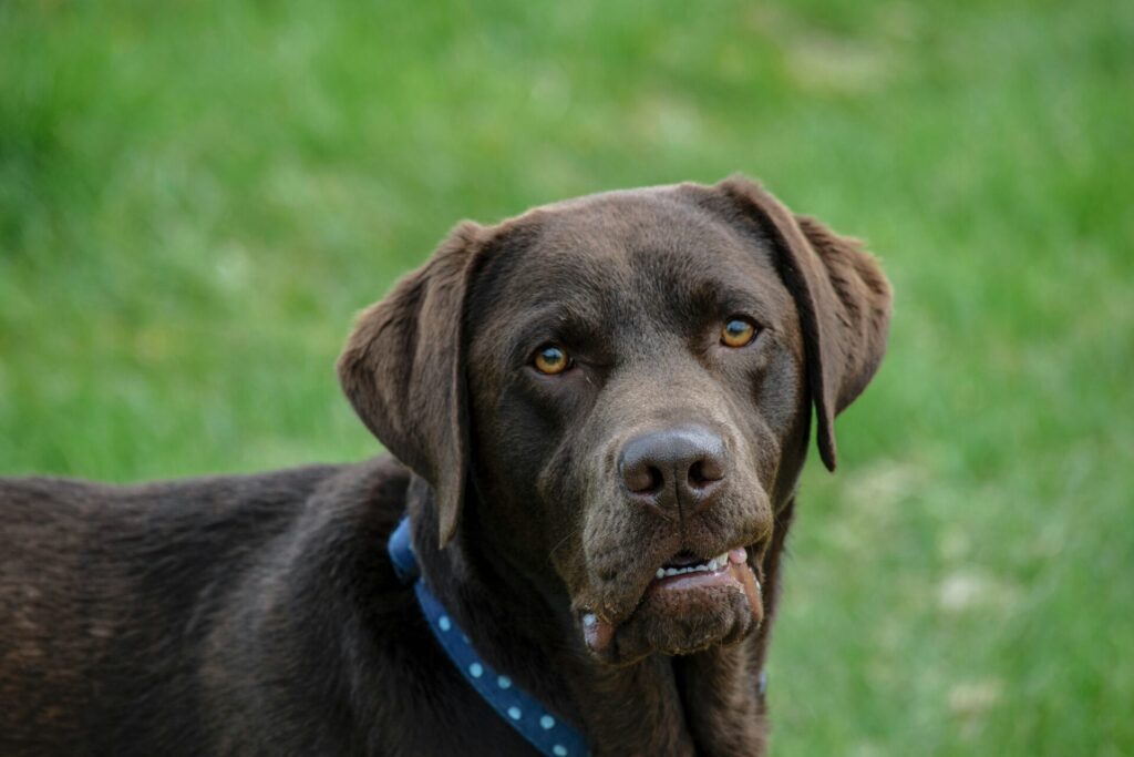 Chien avec joli collier