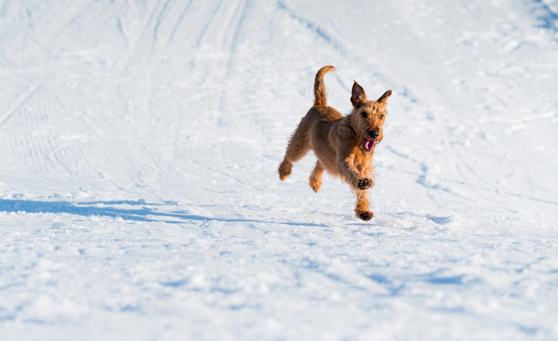 terrier dans la neige