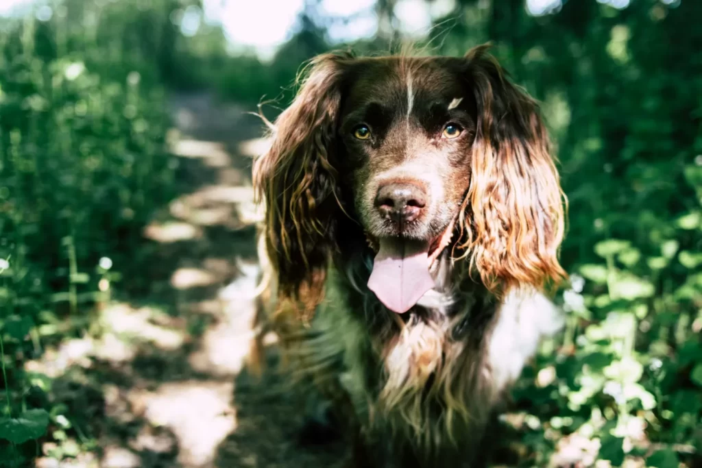 Accessoires pour chiens actifs