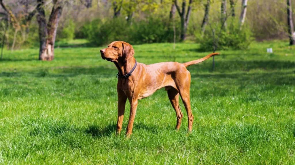 collier anti fugue gros chien sans fil