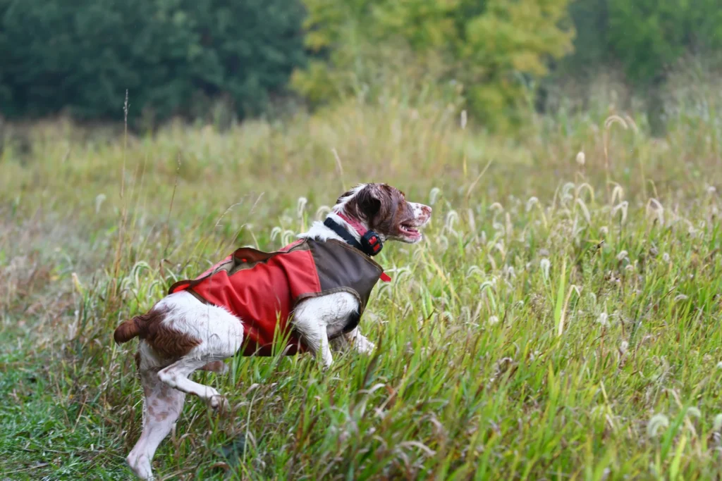 gilet chien de chasse