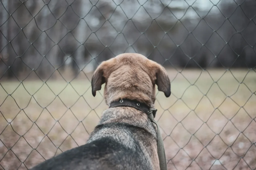 enclos animaux chien