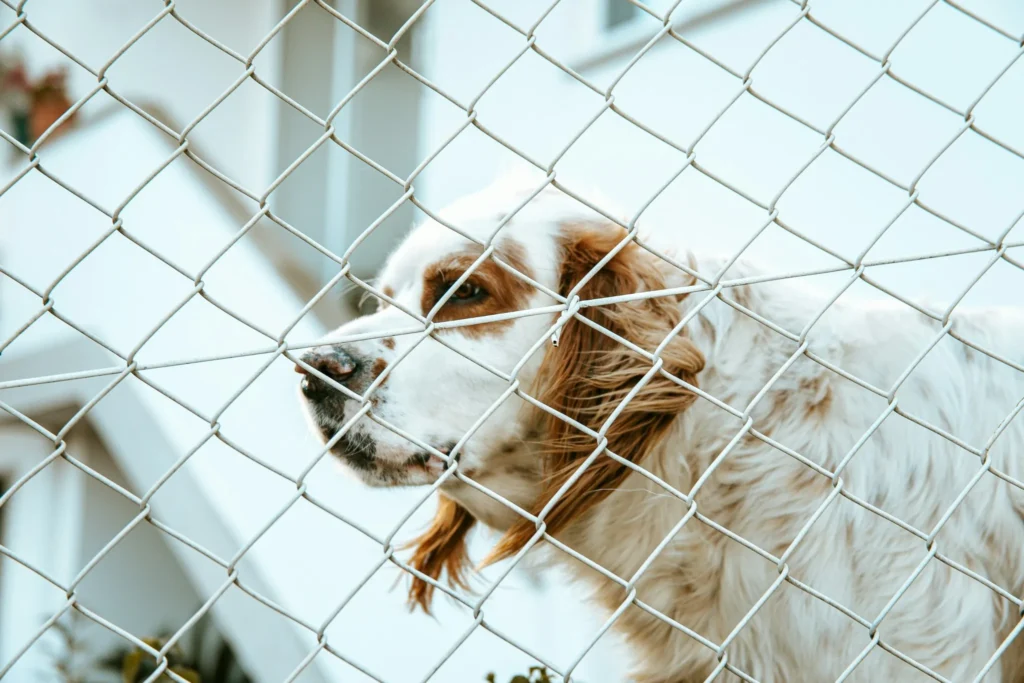 Meilleur Enclos pour Chien