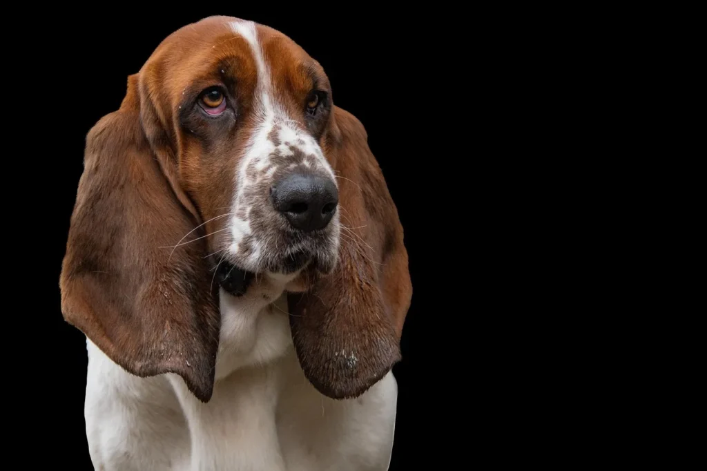 chien de chasse anglais​