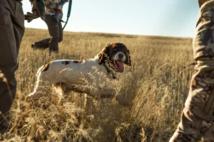 prix d'un chien de pied sanglier
