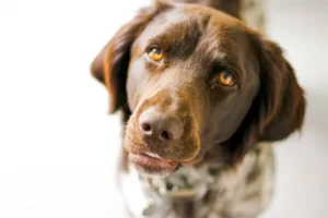 chien de chasse marron