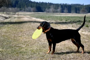 jusqu'à quel âge un chien détruit