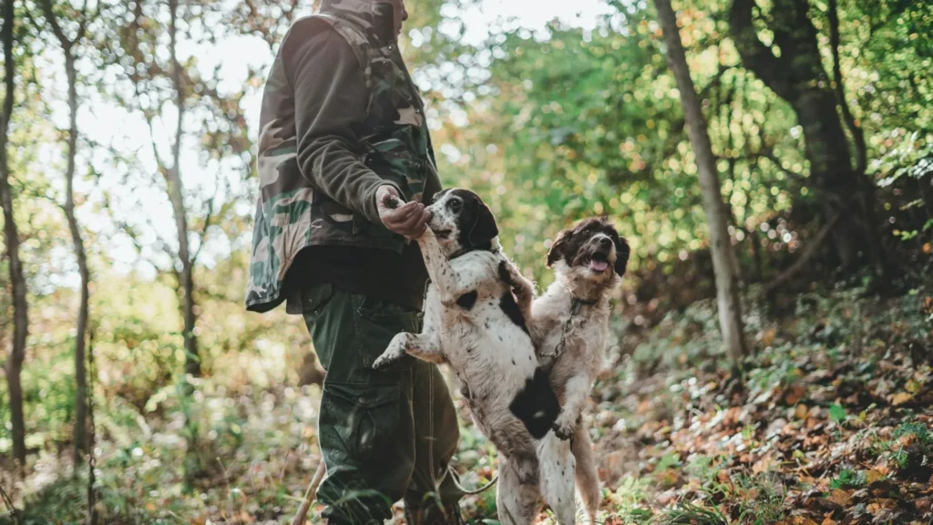 faut-il le permis de chasse pour traquer avec un chien