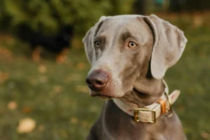 braque chien de chasse