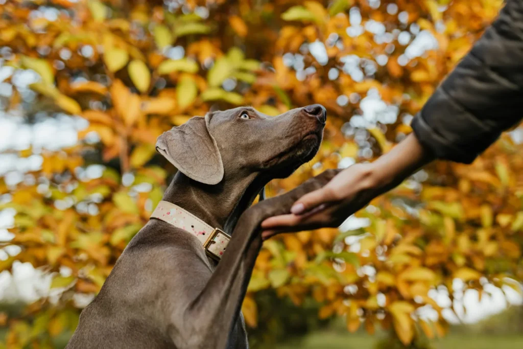 braque chien de chasse