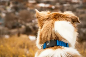 collier pour chien electriquecollier pour chien electrique