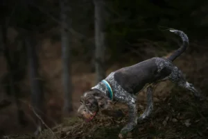 chien de chasse griffon​