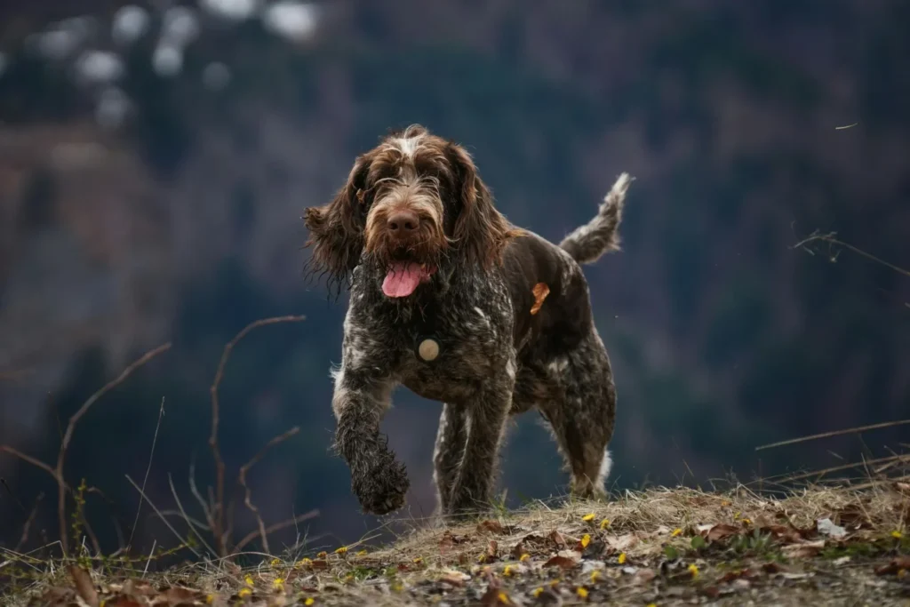 chien de chasse griffon​