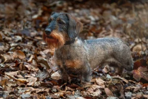 chien de chasse teckel