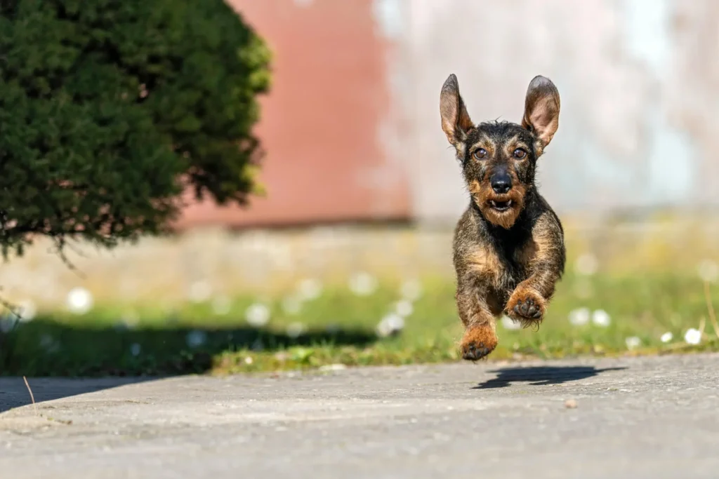 chien de chasse teckel