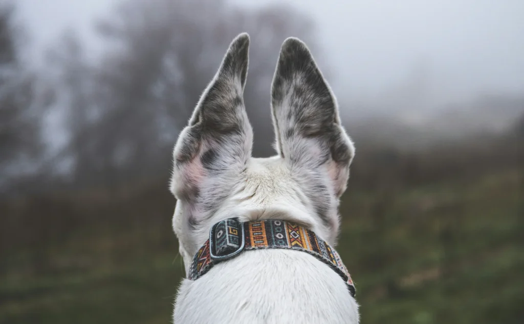 collier pour chien electrique